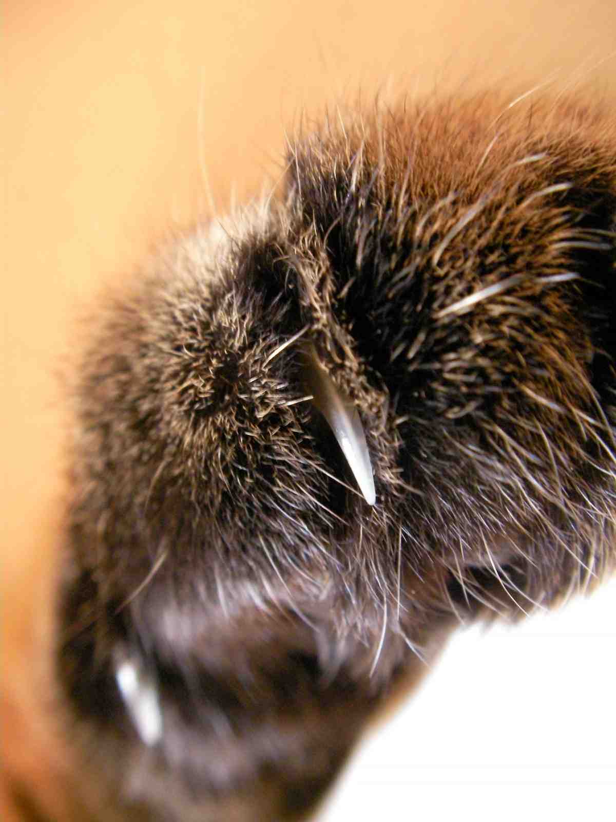 �˂��˂��ɂ�