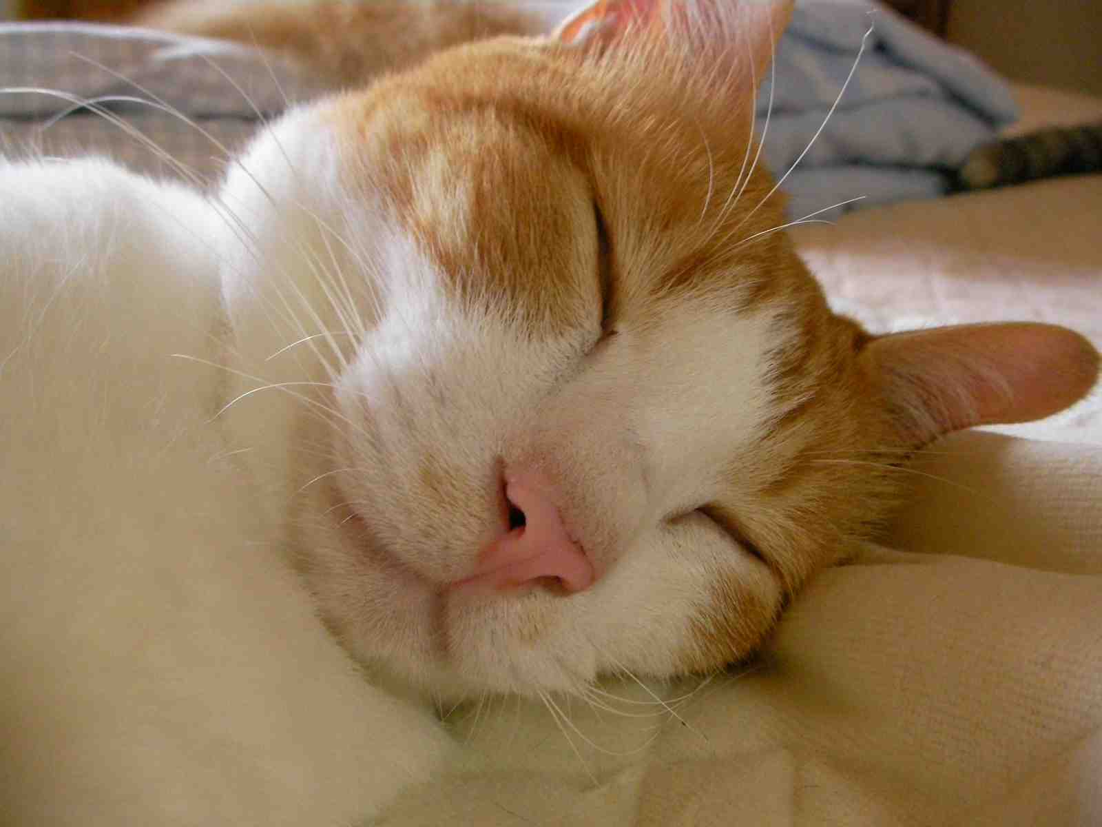 �˂��˂��ɂ�