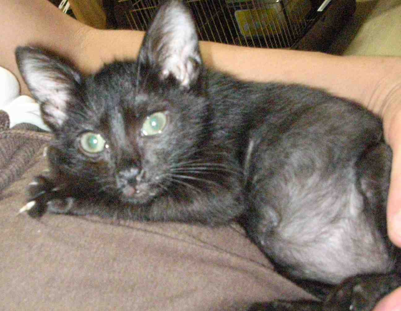 �˂��˂��ɂ�