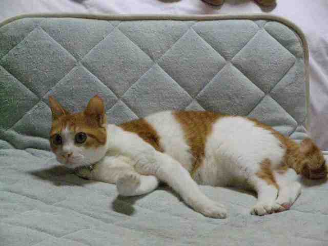 �˂��˂��ɂ�