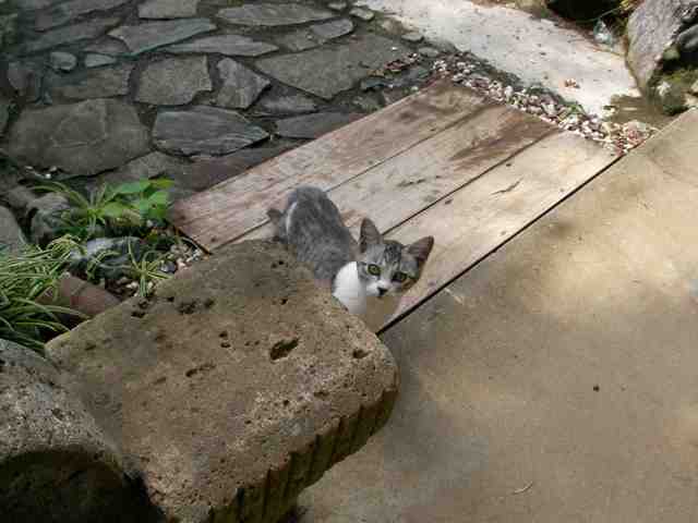 �˂��˂��ɂ�