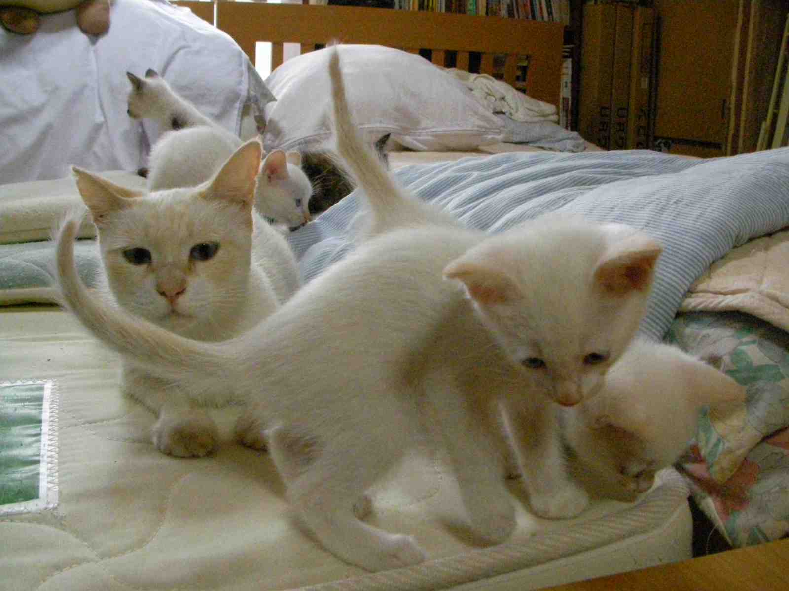 �˂��˂��ɂ�