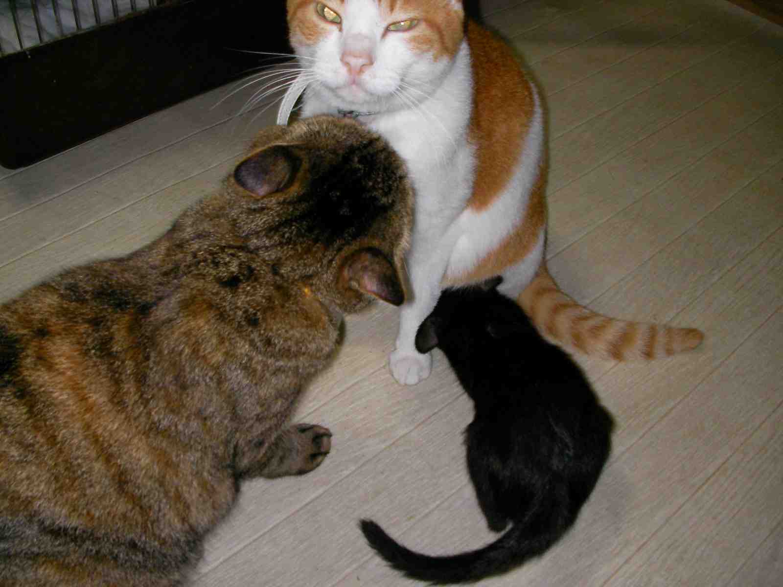 �˂��˂��ɂ�