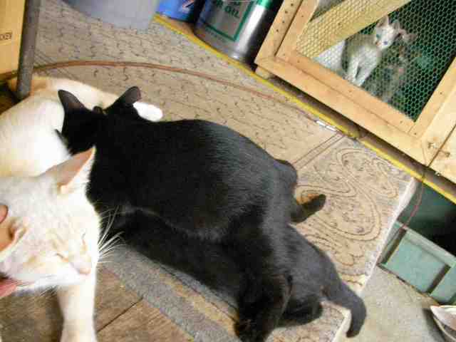 �˂��˂��ɂ�