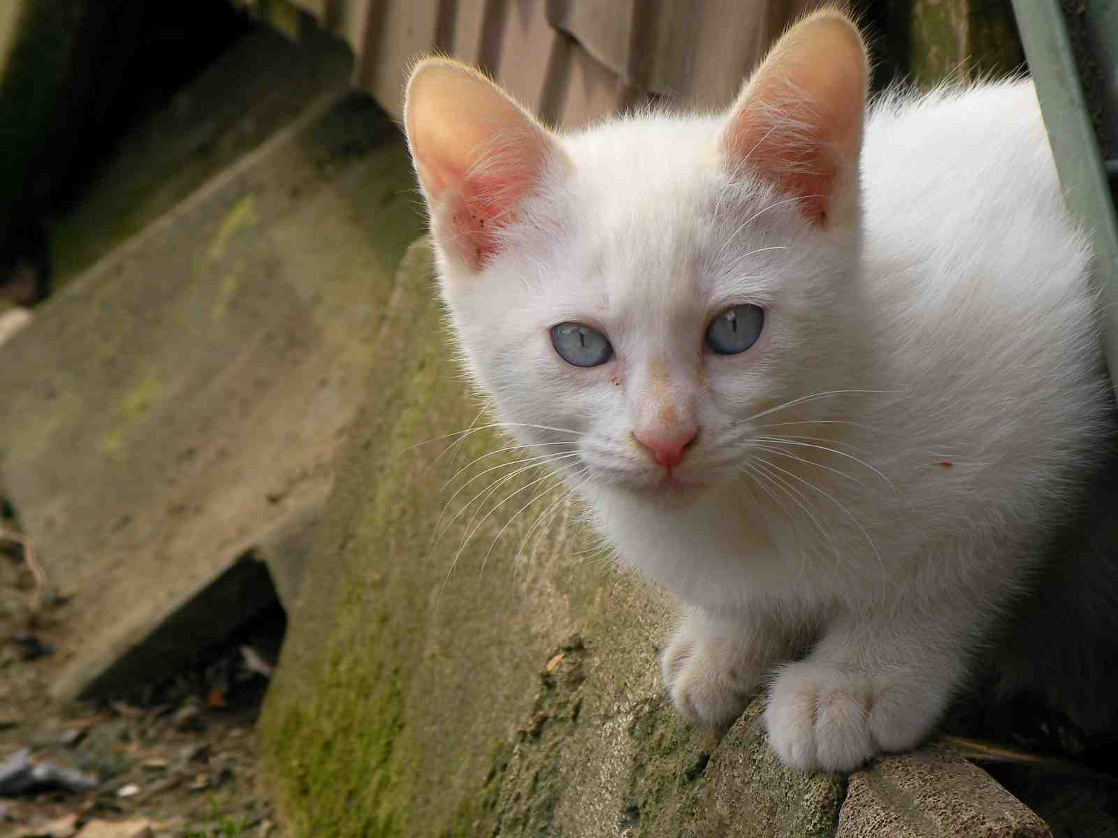 �˂��˂��ɂ�