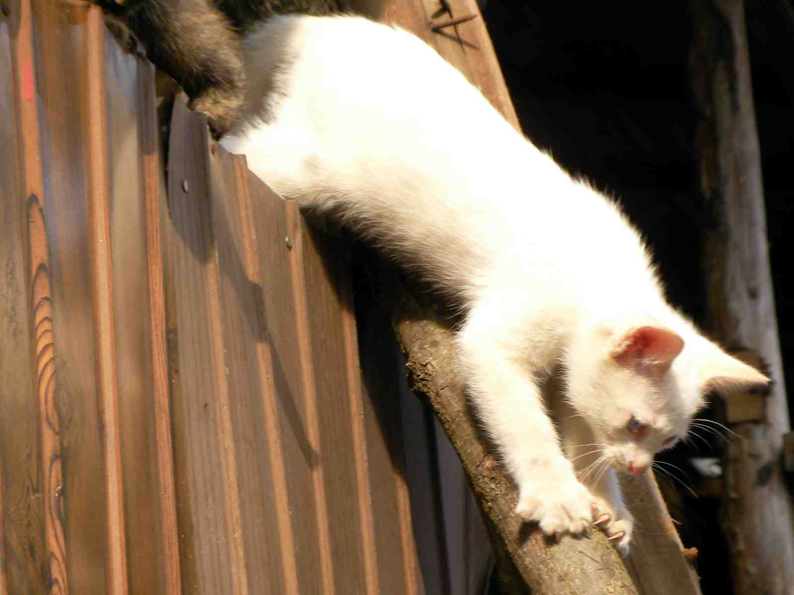 �˂��˂��ɂ�