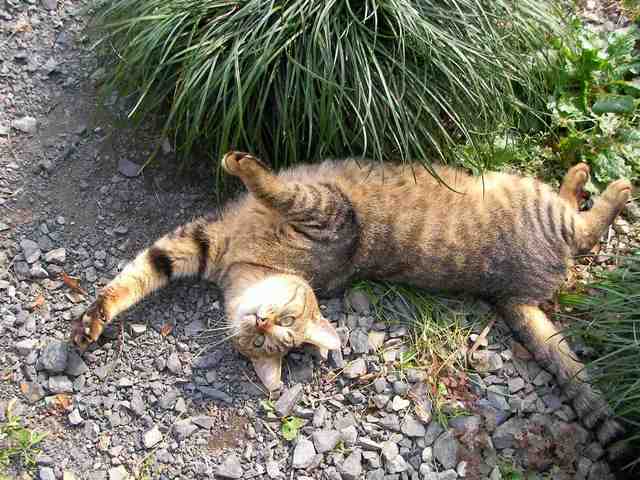 �˂��˂��ɂ�