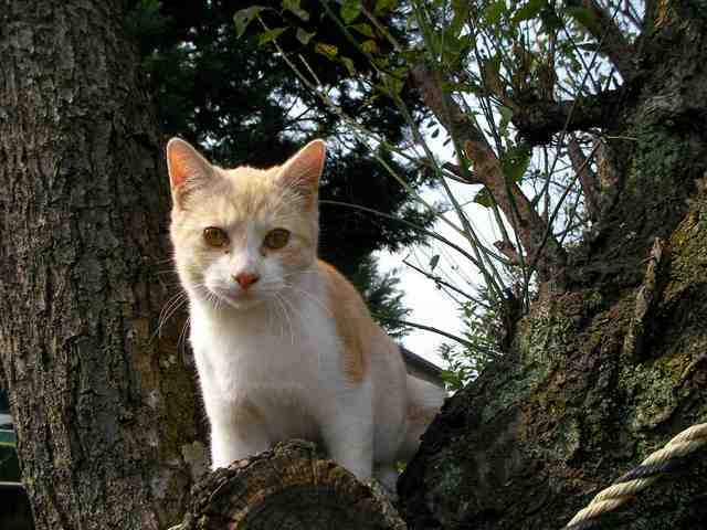 �˂��˂��ɂ�