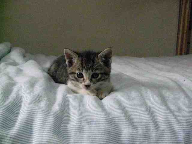 �˂��˂��ɂ�