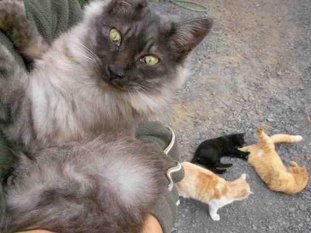 �˂��˂��ɂ�