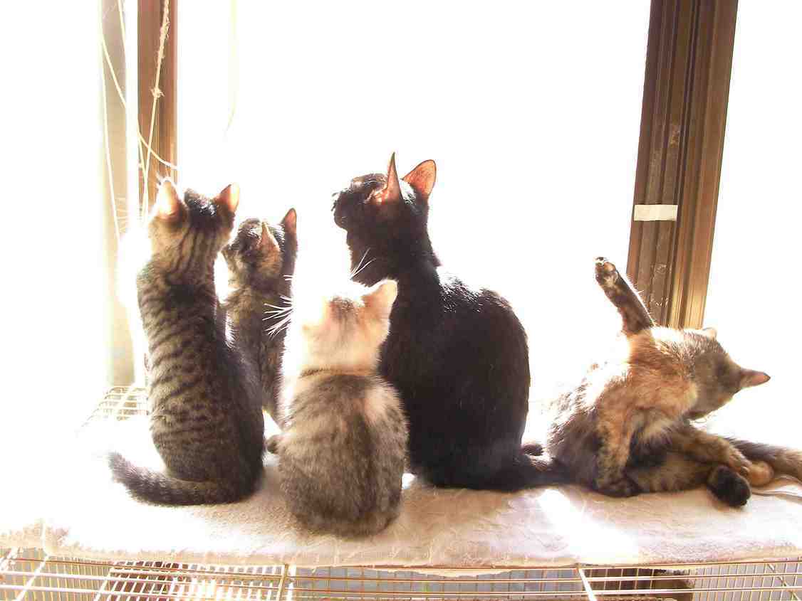 �˂��˂��ɂ�