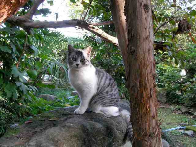 �˂��˂��ɂ�