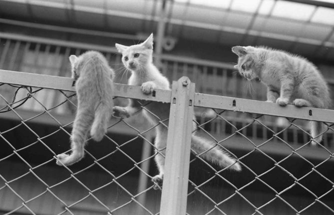 �˂��˂��ɂ�