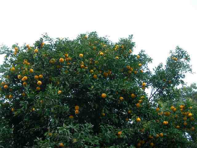 �˂��˂��ɂ�