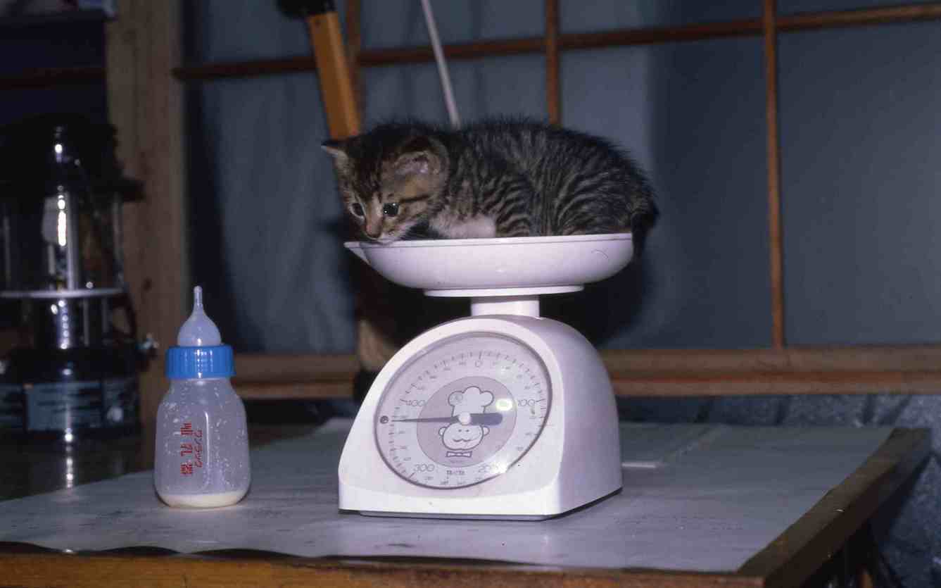 �˂��˂��ɂ�