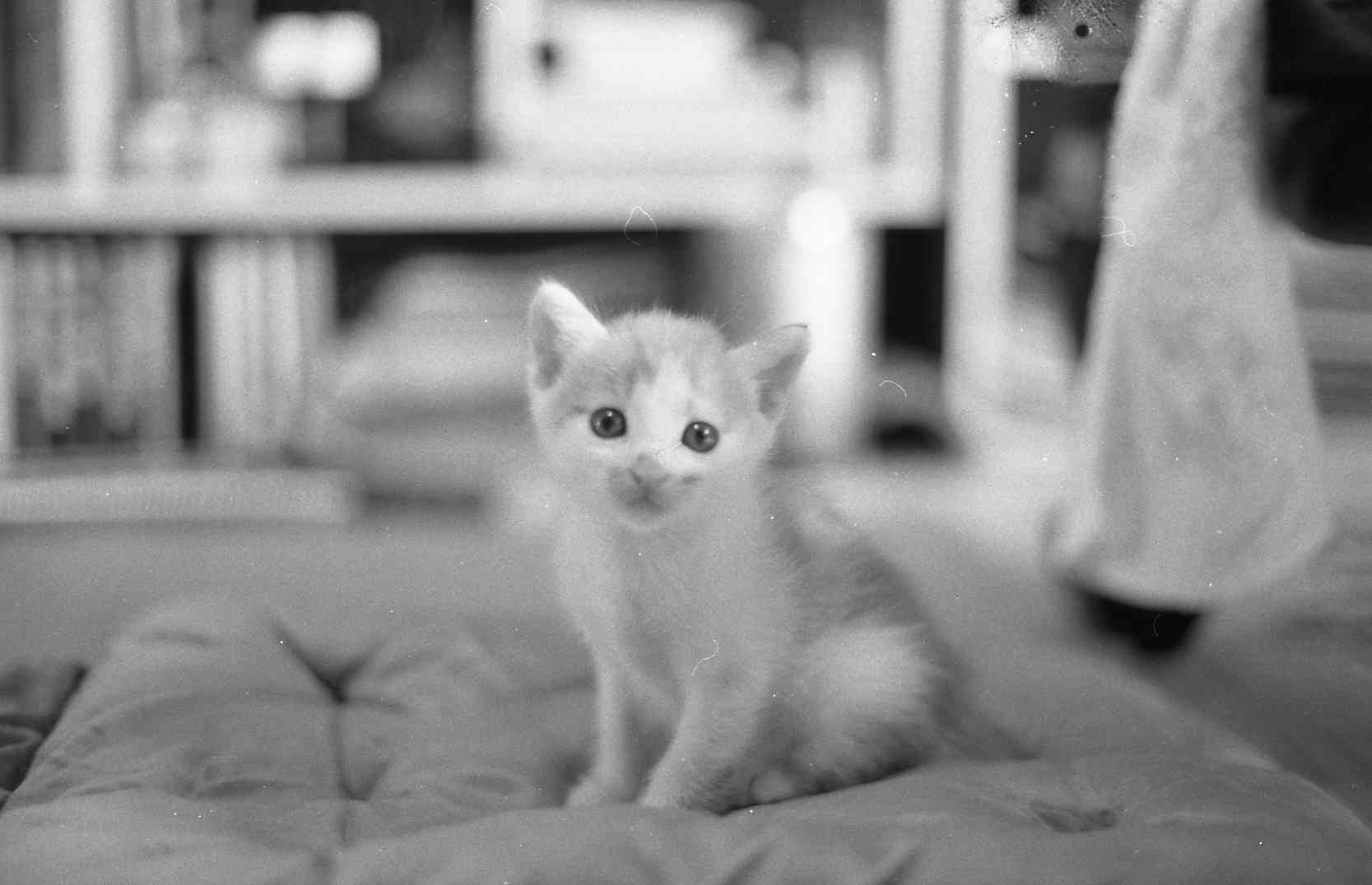 �˂��˂��ɂ�