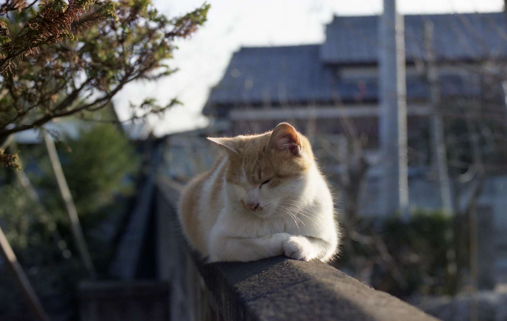 �˂��˂��ɂ�