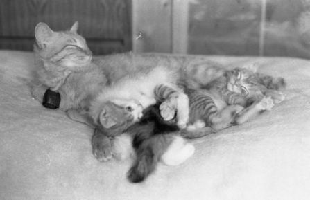 �˂��˂��ɂ�