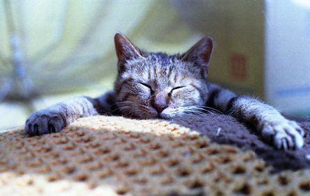 �˂��˂��ɂ�