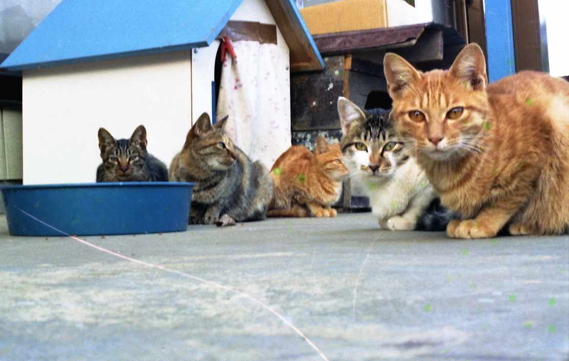 �˂��˂��ɂ�