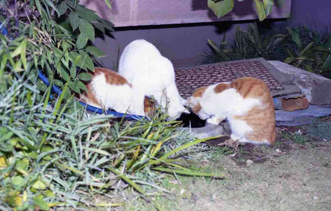 �˂��˂��ɂ�