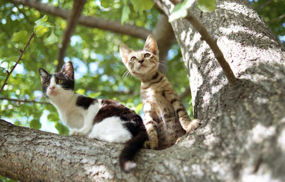 �˂��˂��ɂ�