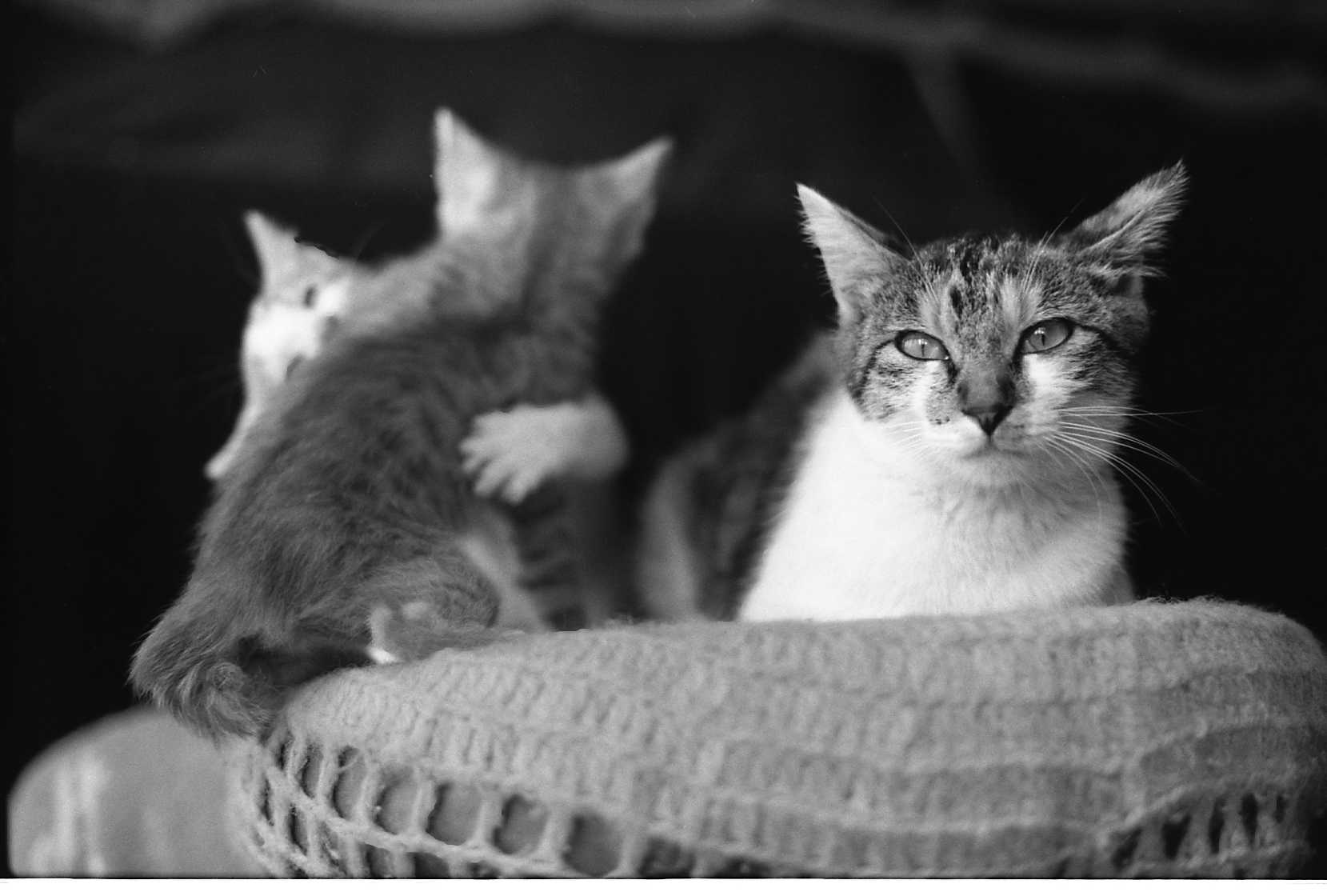 �˂��˂��ɂ�