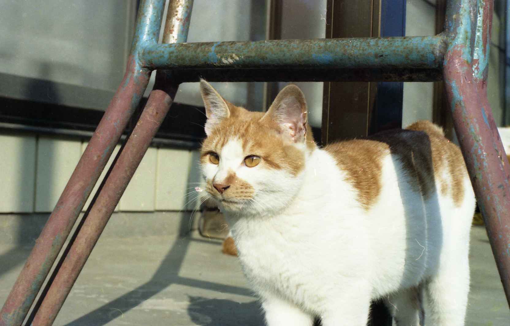 �˂��˂��ɂ�