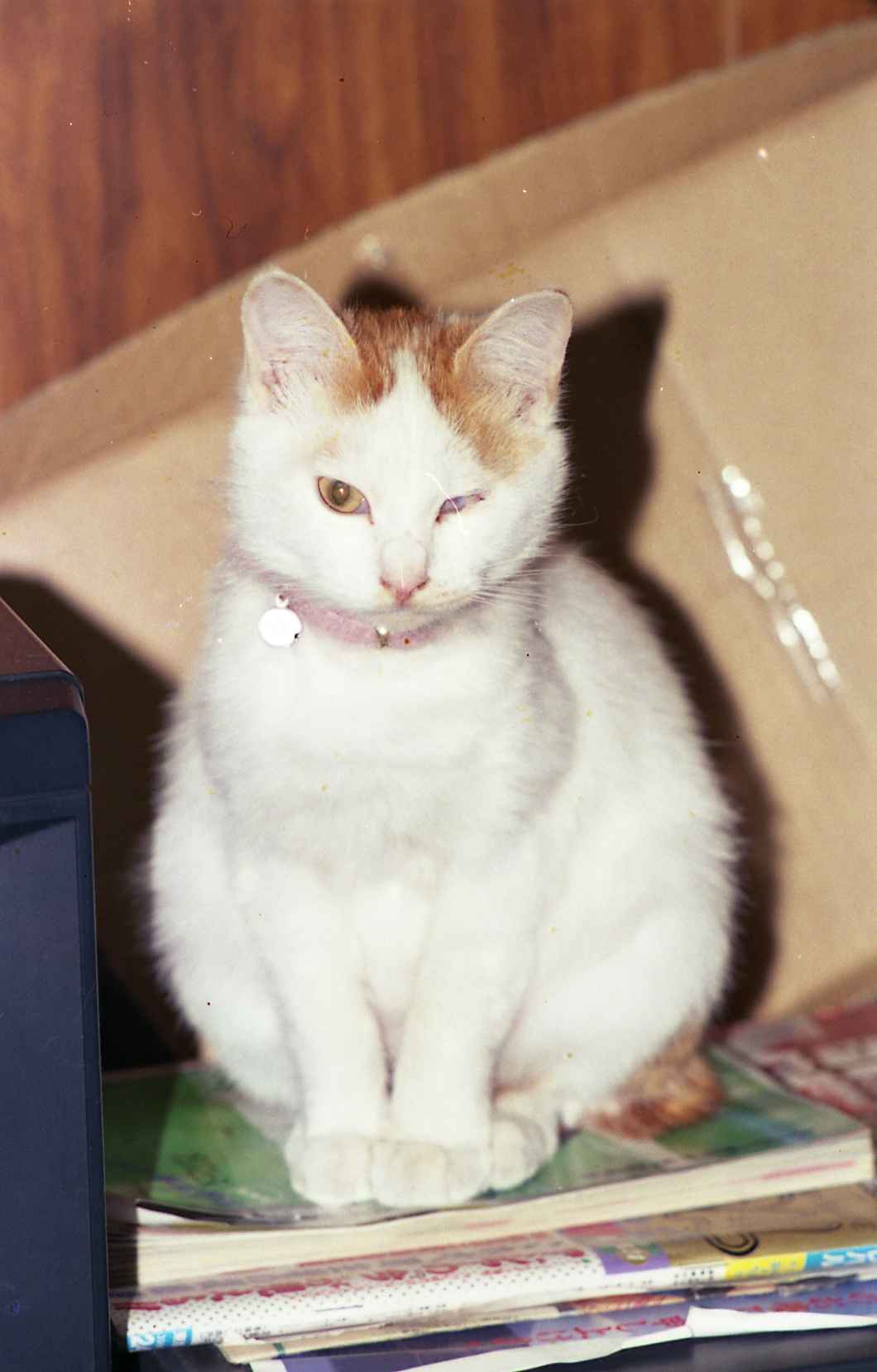 �˂��˂��ɂ�