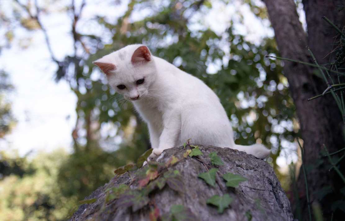 �˂��˂��ɂ�