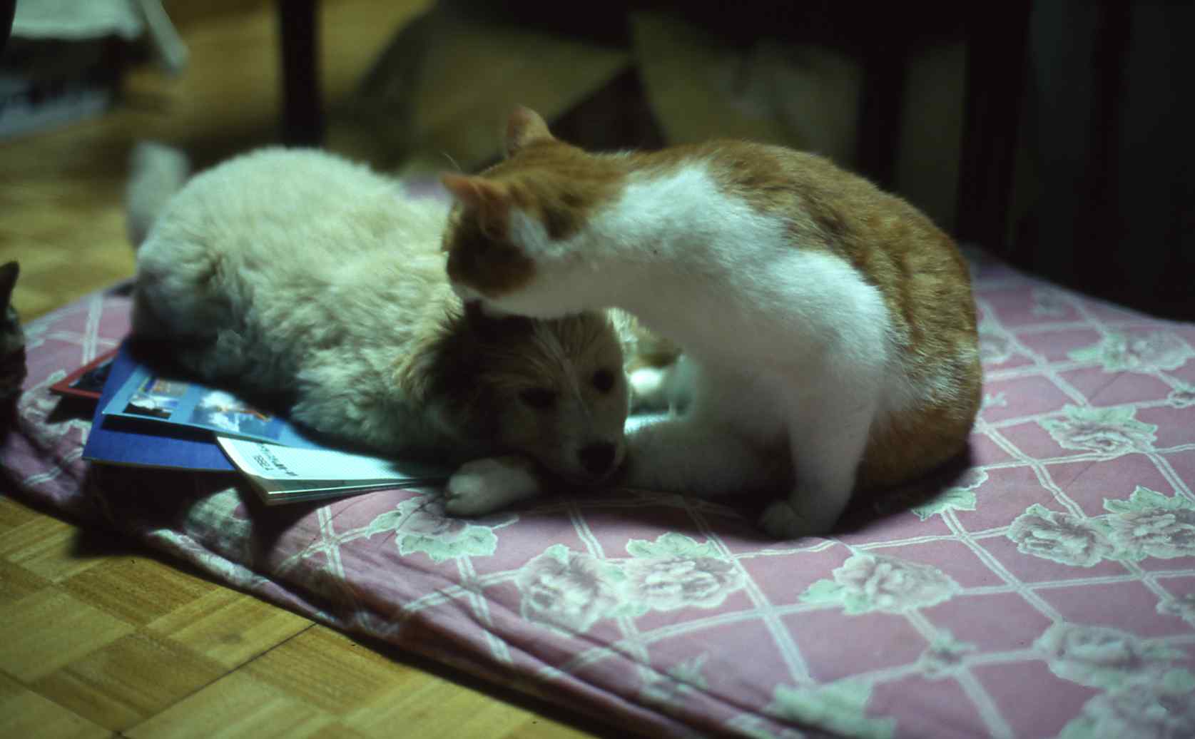 �˂��˂��ɂ�