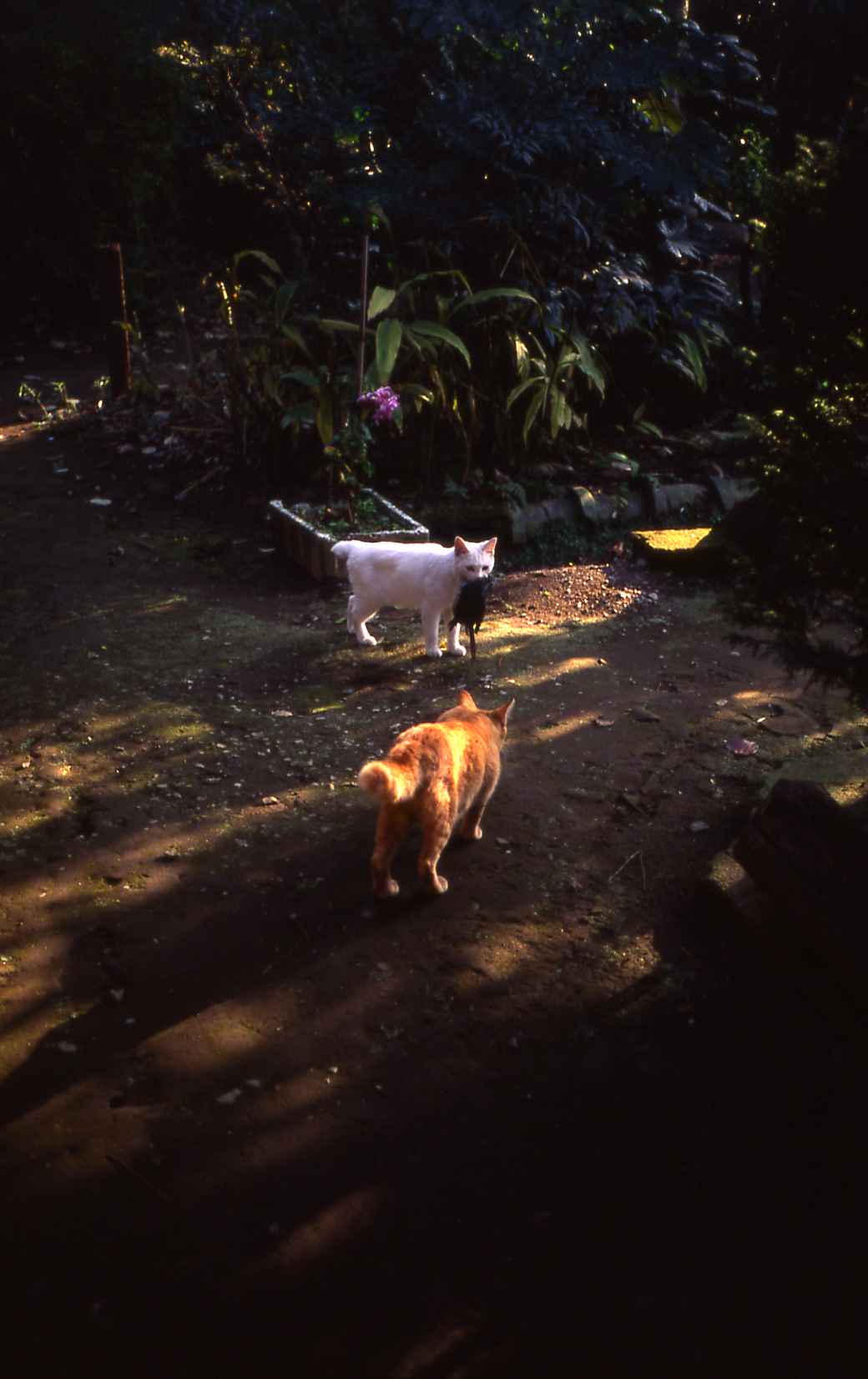 �˂��˂��ɂ�