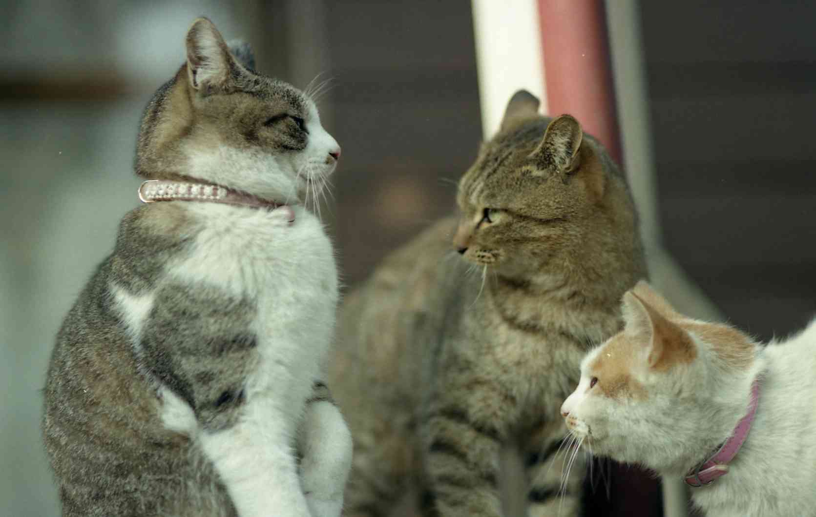 �˂��˂��ɂ�