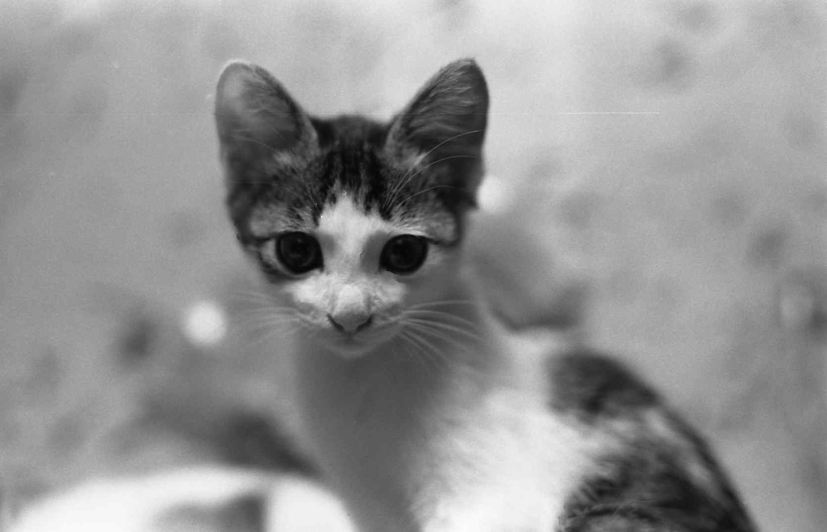 �˂��˂��ɂ�