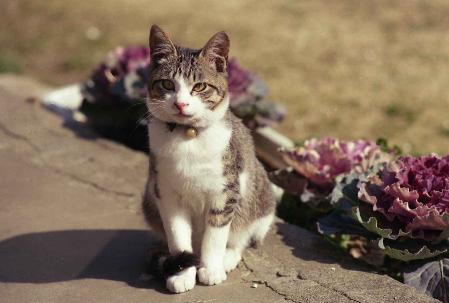 �˂��˂��ɂ�