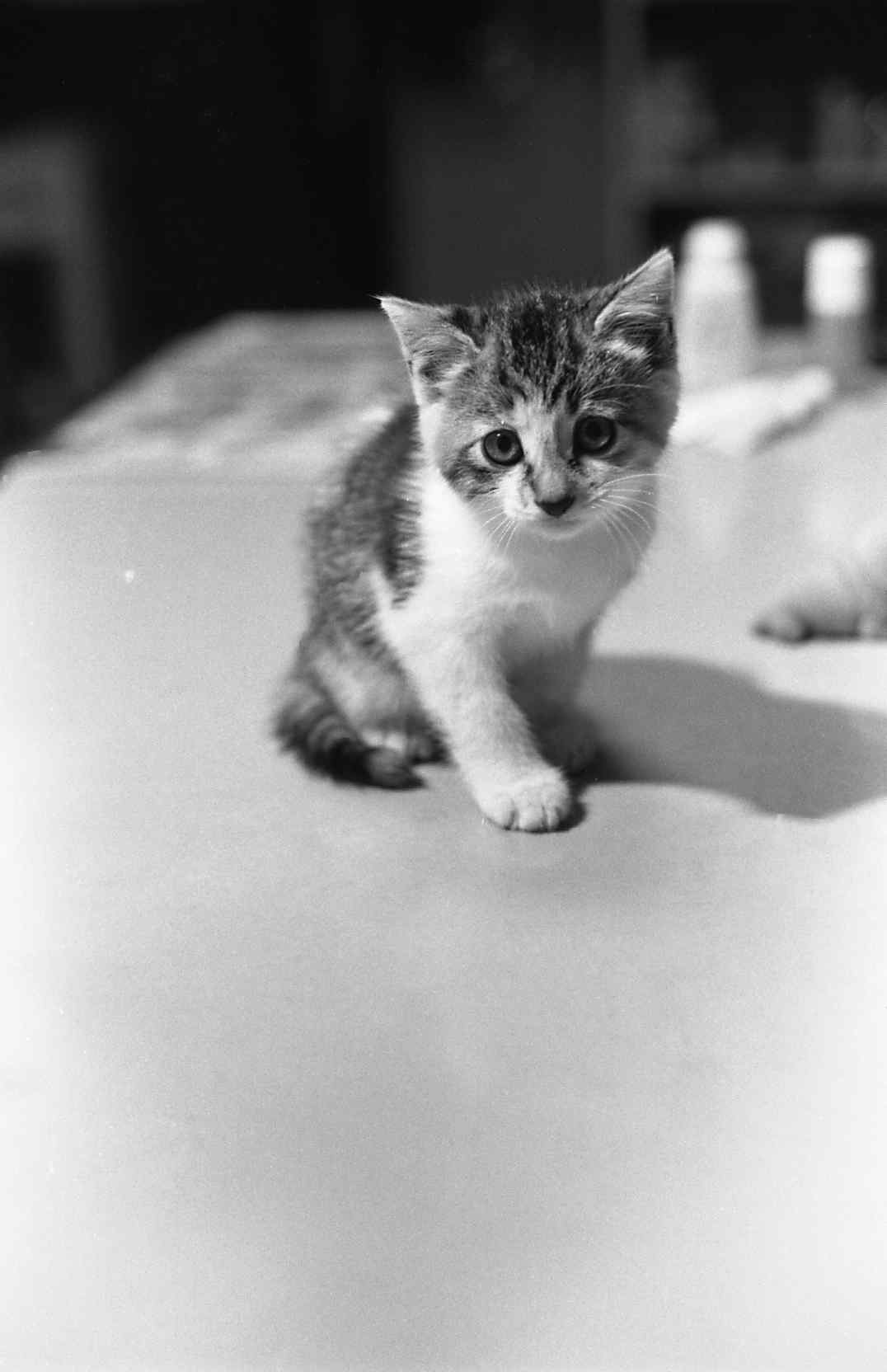 �˂��˂��ɂ�