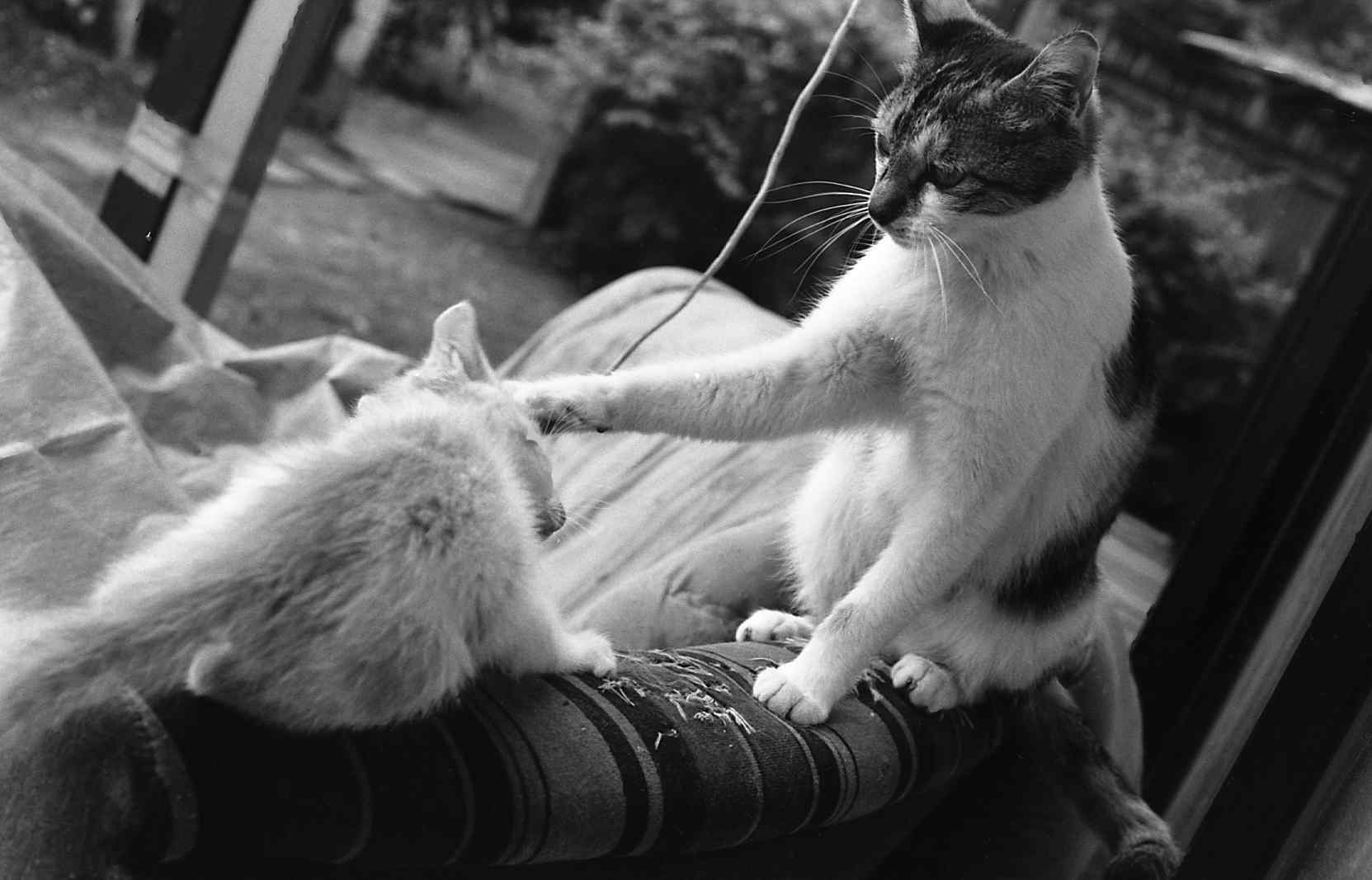 �˂��˂��ɂ�