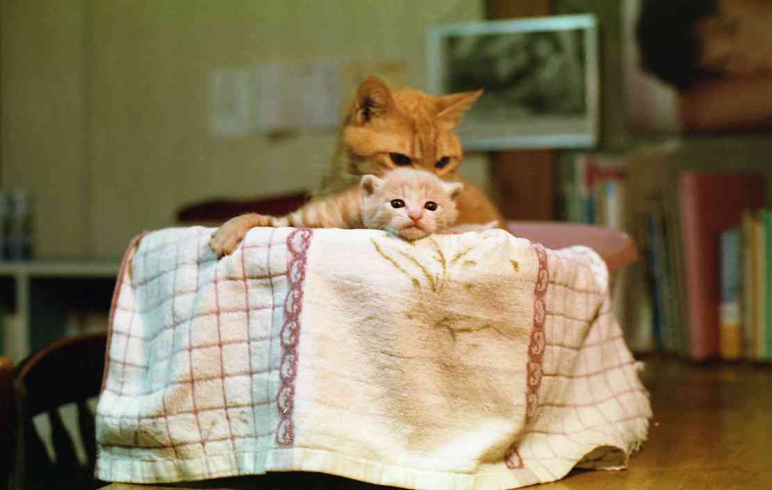 �˂��˂��ɂ�