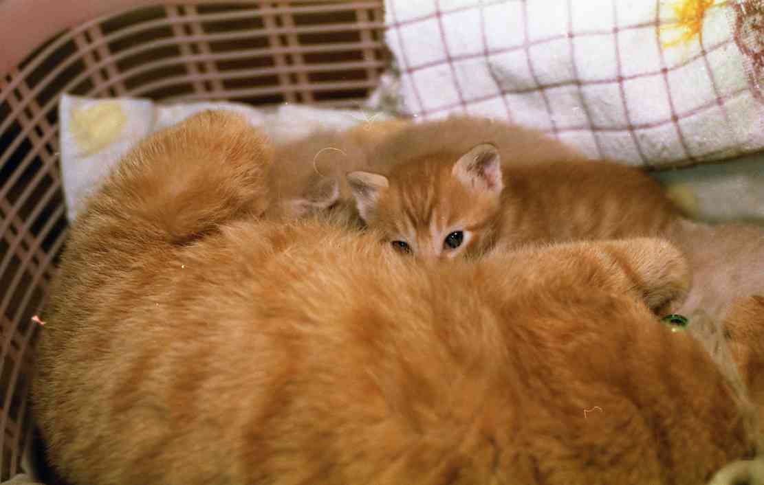 �˂��˂��ɂ�