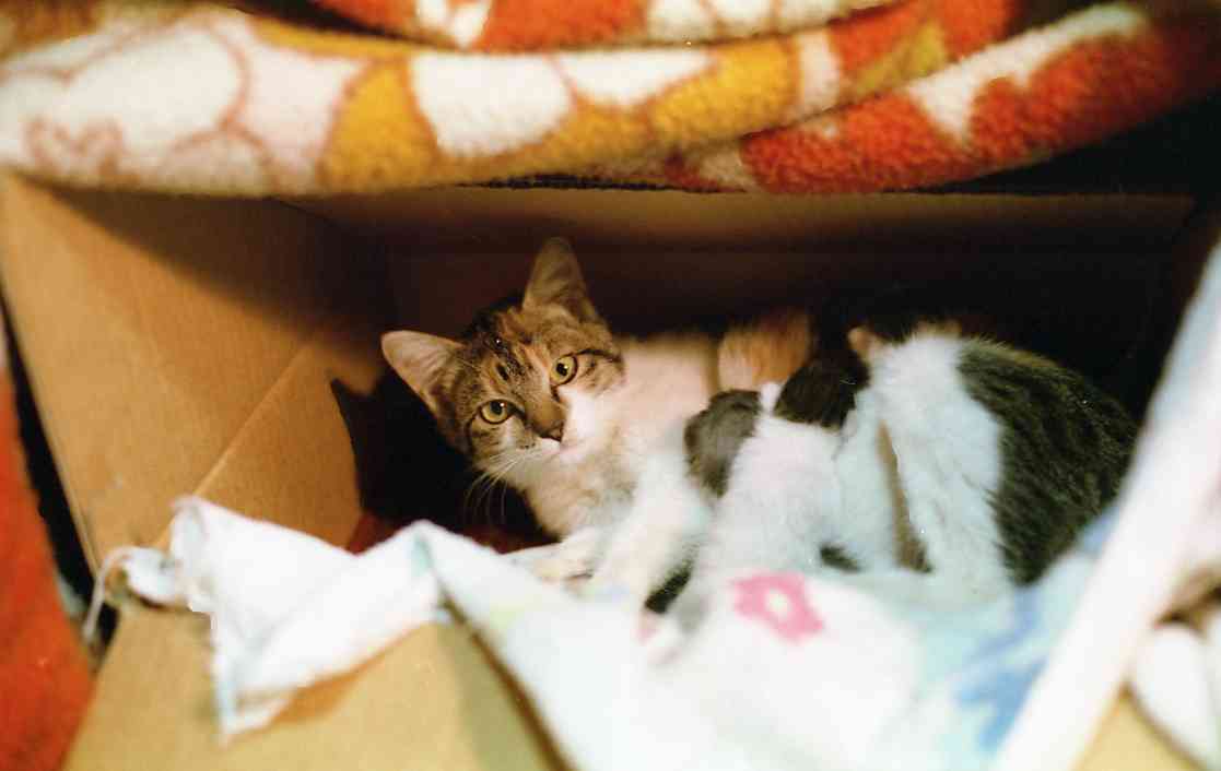 �˂��˂��ɂ�