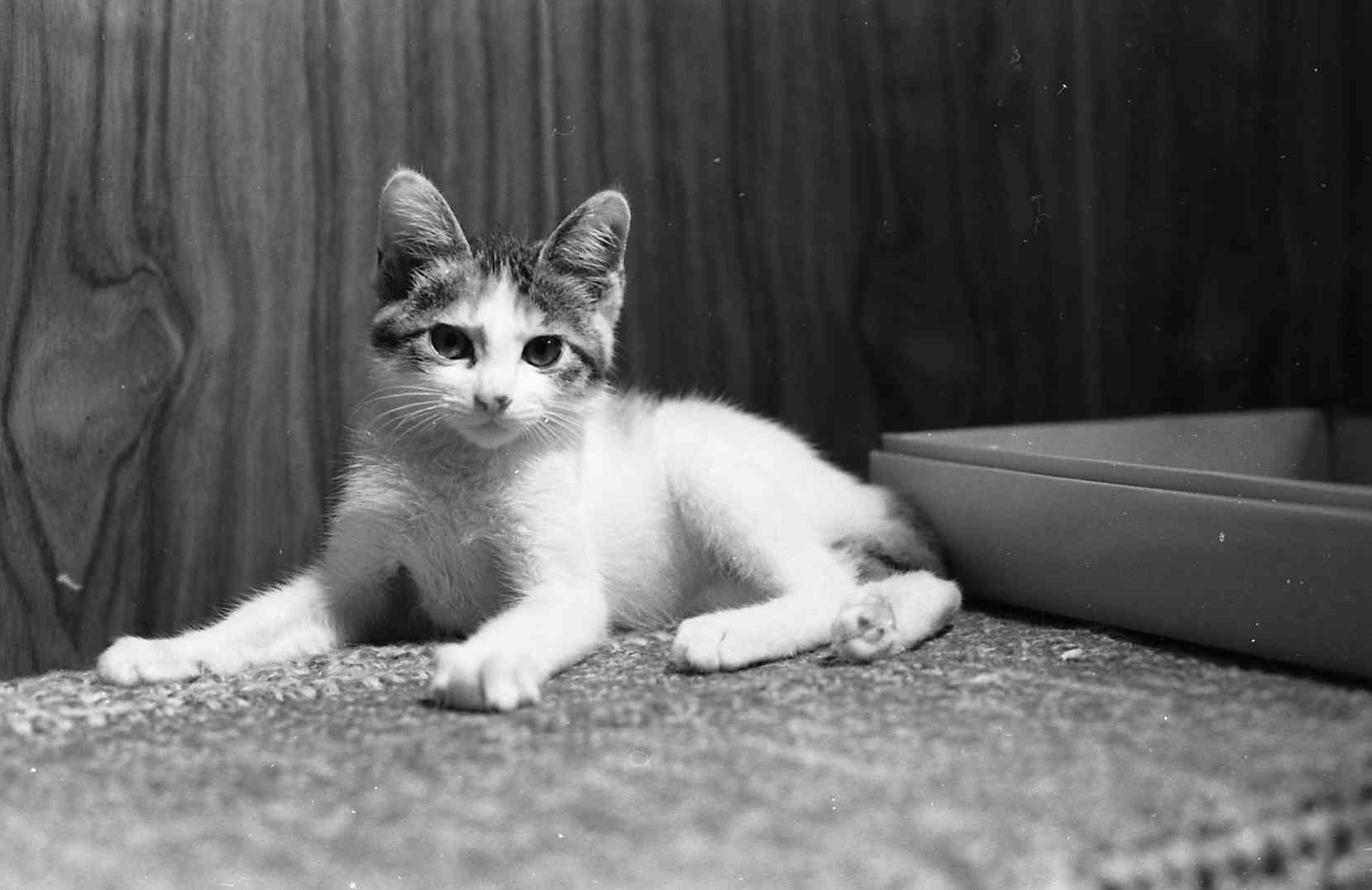 �˂��˂��ɂ�