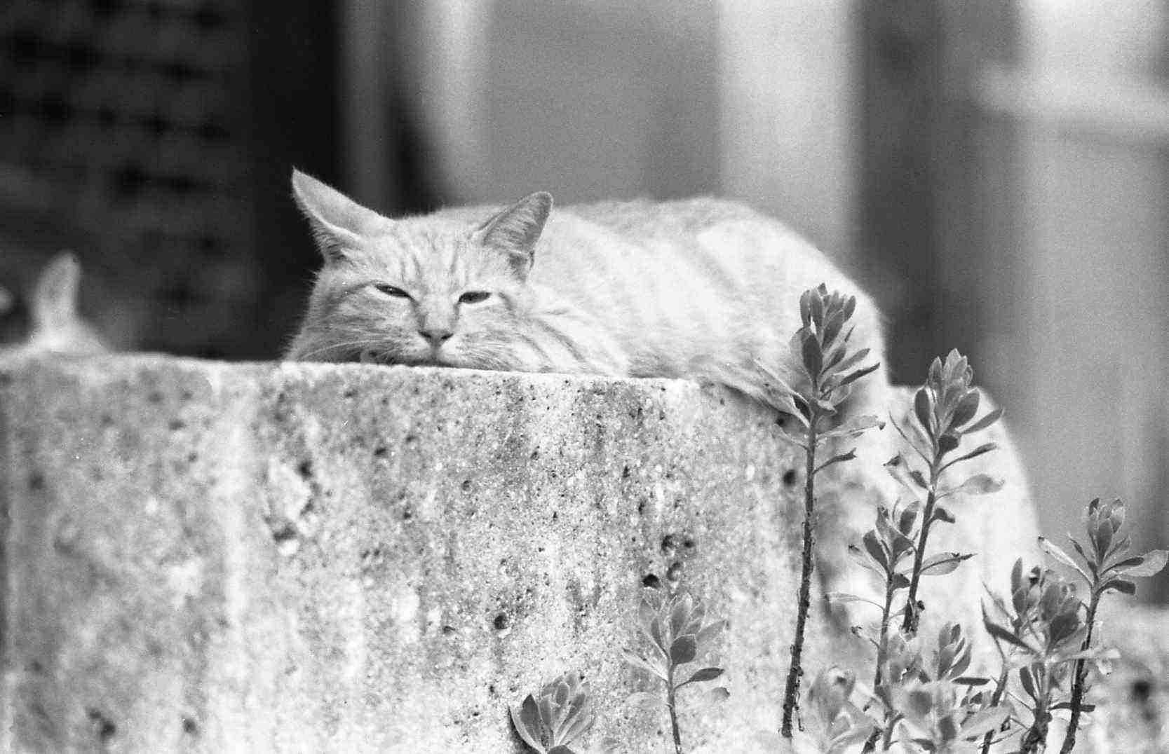 �˂��˂��ɂ�