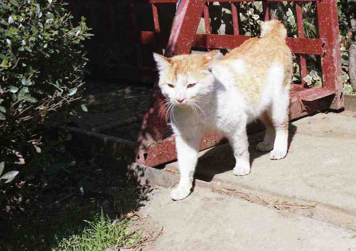 �˂��˂��ɂ�