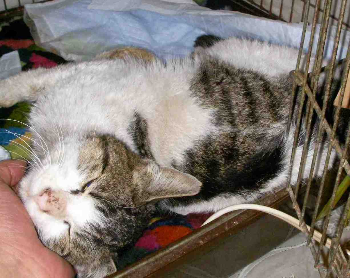 �˂��˂��ɂ�