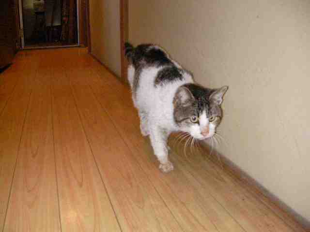 �˂��˂��ɂ�