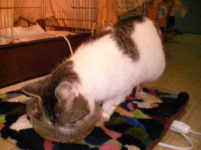 �˂��˂��ɂ�