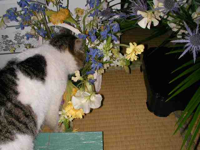 �˂��˂��ɂ�