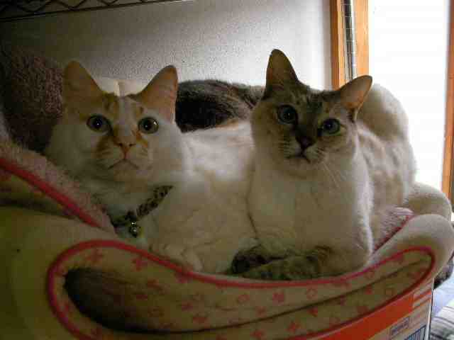 �˂��˂��ɂ�