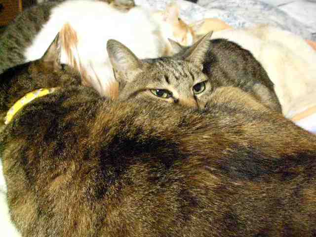 �˂��˂��ɂ�