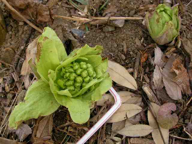 �˂��˂��ɂ�